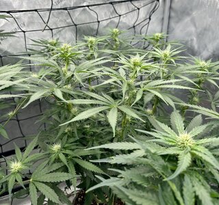 IMG_7899.jpeg IMG_7899.jpeg