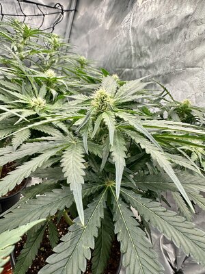 IMG_7901.jpeg IMG_7901.jpeg