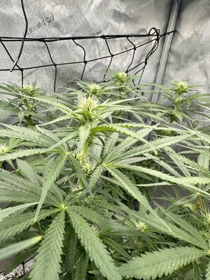 IMG_7902.jpeg IMG_7902.jpeg