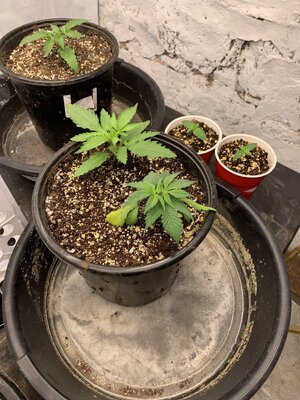 IMG_6963.JPG IMG_6963.JPG