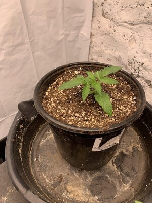 IMG_6964.JPG IMG_6964.JPG