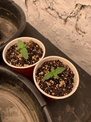 IMG_6965.JPG IMG_6965.JPG