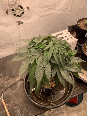 IMG_6967.JPG IMG_6967.JPG