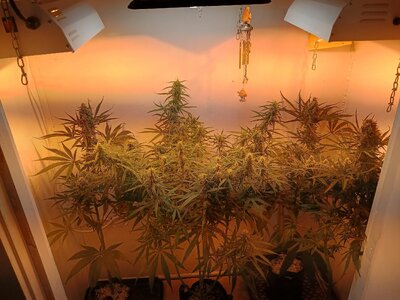 IMG_20251209_131423087_HDR.jpg