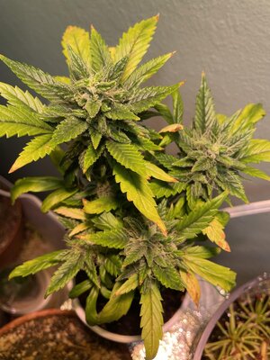 IMG_3316.jpeg IMG_3316.jpeg