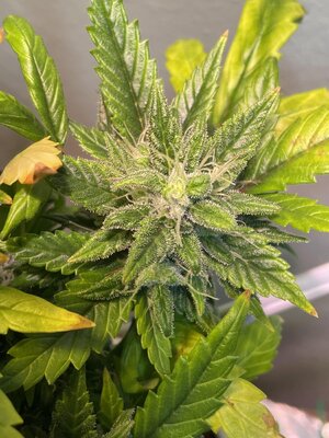 IMG_3318.jpeg IMG_3318.jpeg