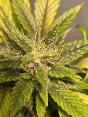 IMG_3317.jpeg IMG_3317.jpeg