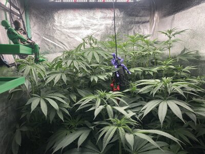 IMG_8085.jpeg IMG_8085.jpeg