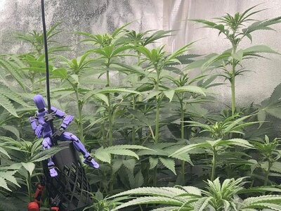 IMG_8085.jpeg IMG_8085.jpeg