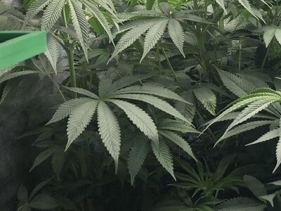 IMG_8085.jpeg IMG_8085.jpeg