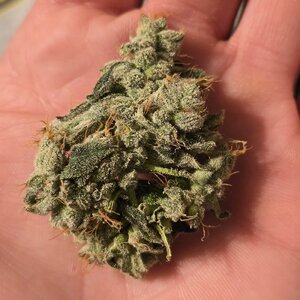 1000014516.jpg 1000014516.jpg