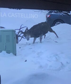 IMG_8089.jpeg IMG_8089.jpeg