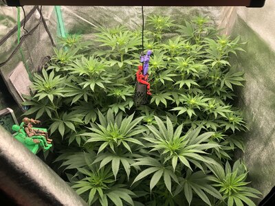 IMG_8100.jpeg IMG_8100.jpeg