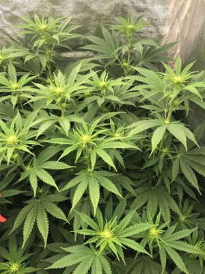 IMG_8101.jpeg IMG_8101.jpeg