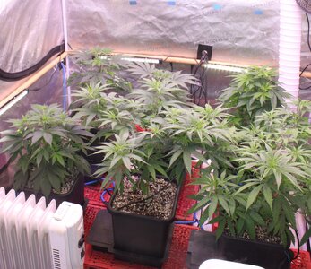 Dec 12 crop at flip 2.JPG