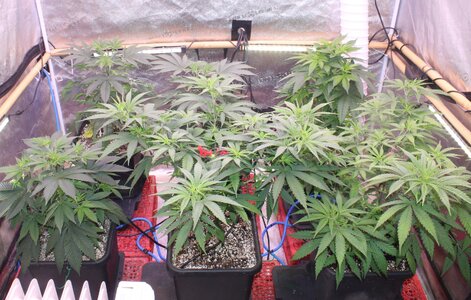 Dec 12 crop at flip.JPG