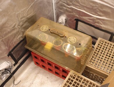 Dec 12 cuts1.JPG Dec 12 cuts1.JPG