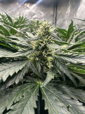 ab3d8a07c42b9078c9c6274bd5bccd22bc7bc0f5.jpeg ab3d8a07c42b9078c9c6274bd5bccd22bc7bc0f5.jpeg