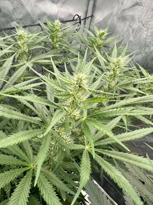 adae311677c4737805b88e6eebbc1d599720e25f.jpeg adae311677c4737805b88e6eebbc1d599720e25f.jpeg