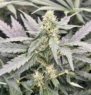 IMG_7946.jpeg IMG_7946.jpeg