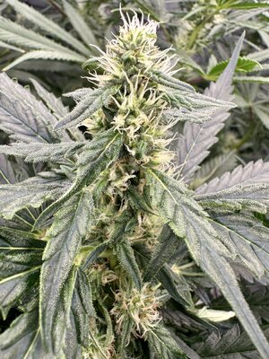 IMG_7948.jpeg IMG_7948.jpeg