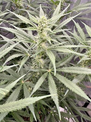 IMG_7950.jpeg IMG_7950.jpeg