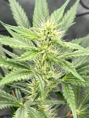 IMG_7952.jpeg IMG_7952.jpeg