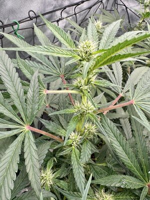 IMG_7953.jpeg IMG_7953.jpeg