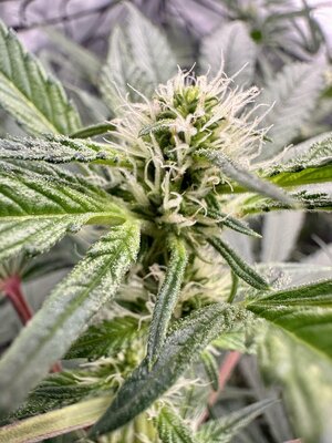 IMG_7954.jpeg IMG_7954.jpeg