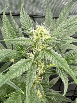 IMG_7957.jpeg IMG_7957.jpeg