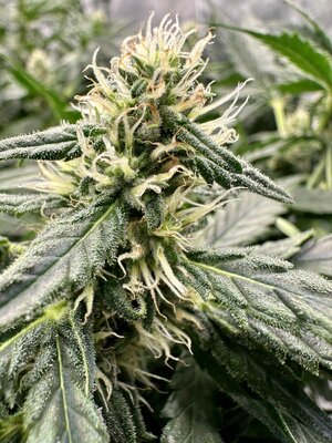 IMG_7949.jpeg IMG_7949.jpeg