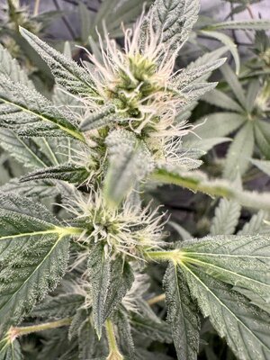 IMG_7956.jpeg IMG_7956.jpeg