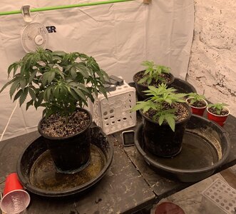 IMG_E6981.JPG IMG_E6981.JPG