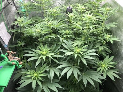 IMG_8154.jpeg IMG_8154.jpeg