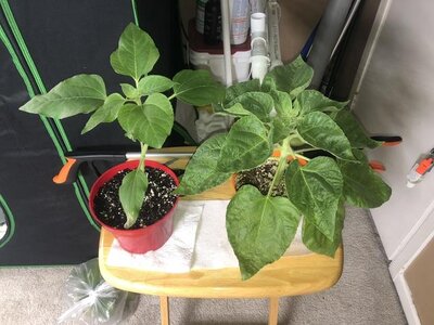 IMG_8143.jpeg IMG_8143.jpeg