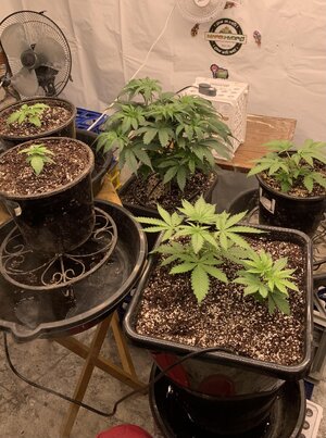 IMG_E6986.JPG IMG_E6986.JPG