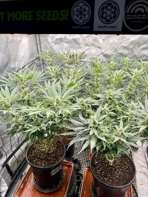 IMG_7975.jpeg IMG_7975.jpeg