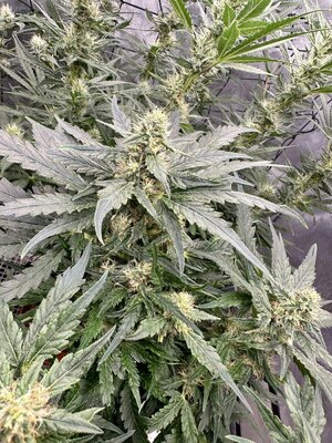 IMG_7976.jpeg IMG_7976.jpeg