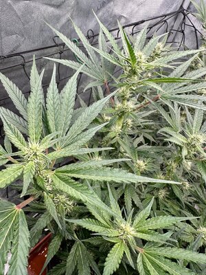 IMG_7977.jpeg IMG_7977.jpeg