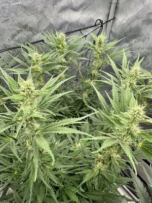 IMG_7978.jpeg IMG_7978.jpeg