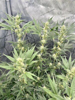 IMG_7979.jpeg IMG_7979.jpeg