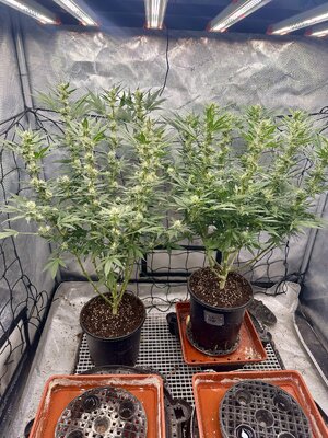 IMG_7982.jpeg IMG_7982.jpeg