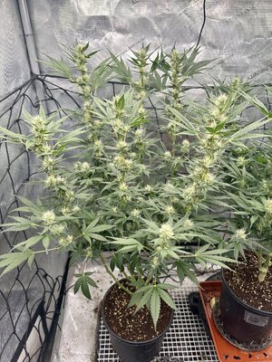 IMG_7983.jpeg IMG_7983.jpeg