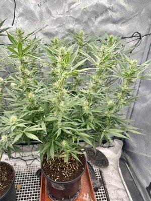 IMG_7984.jpeg IMG_7984.jpeg