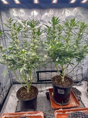 IMG_7985.jpeg IMG_7985.jpeg