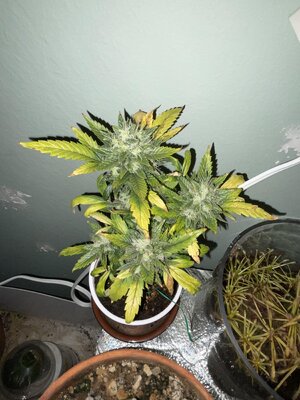 IMG_3351.jpeg IMG_3351.jpeg