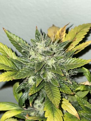 IMG_3349.jpeg IMG_3349.jpeg