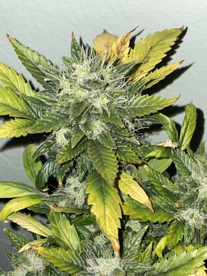 IMG_3348.jpeg IMG_3348.jpeg