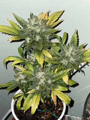 IMG_3347.jpeg IMG_3347.jpeg