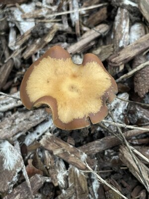 IMG_3352.jpeg IMG_3352.jpeg